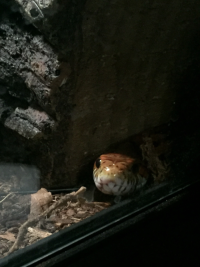 An orange snake looking up through the glass window of her enclosure, with a derpy smile.